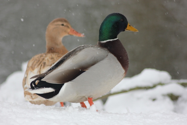 Hiver 2013 - Sous la neige